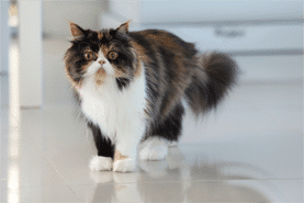 “Amazed a lung supplement supports a glossy coat!”